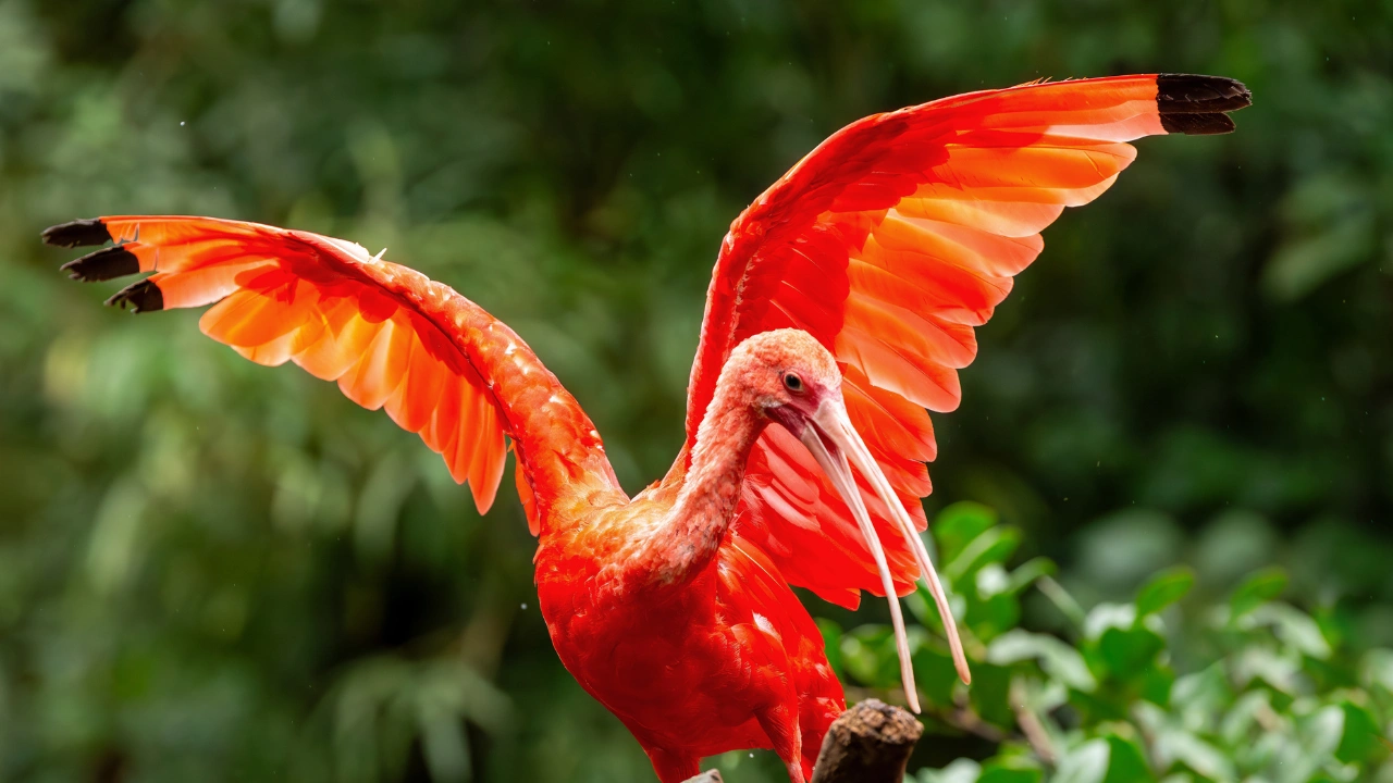Ziua 12- Cascada Iguazu - Partea braziliana