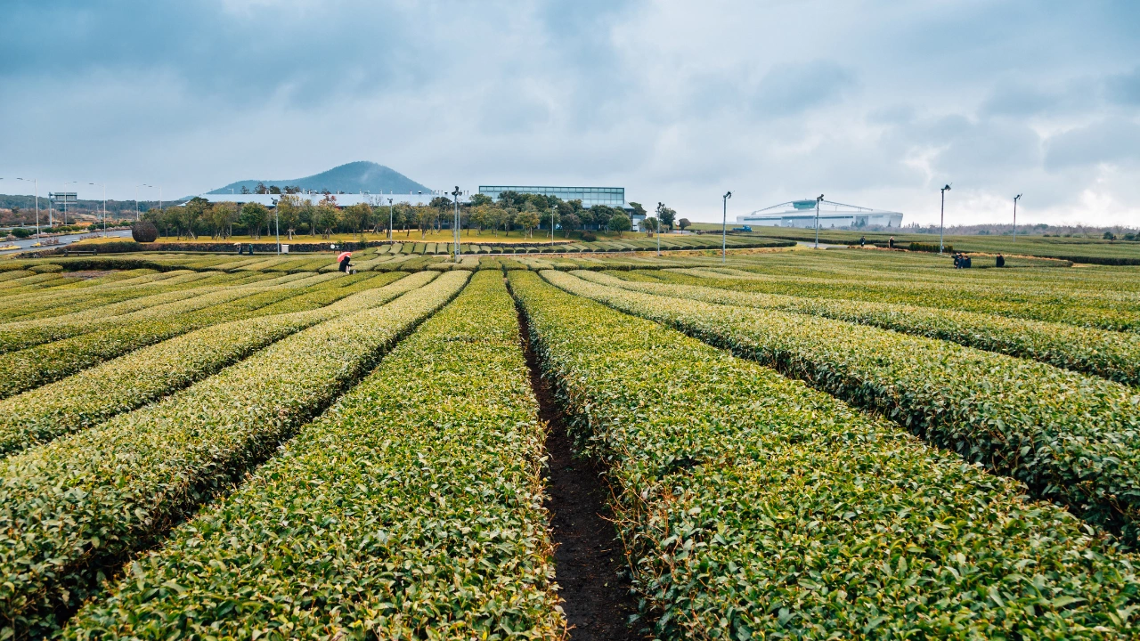 Ziua 10 - Insula Jeju