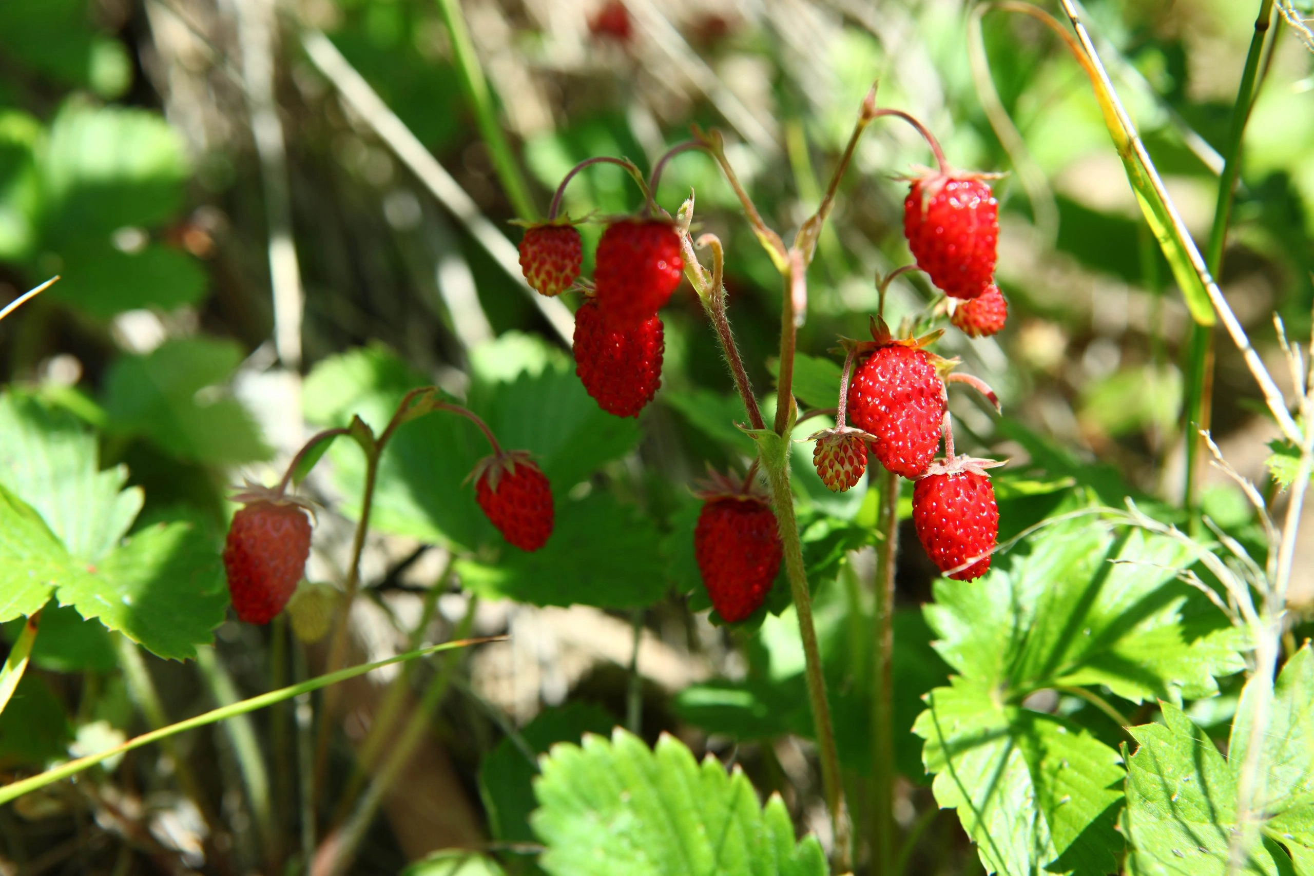 Ziua 1 – Drumul spre Breb si Ferma Haiducului