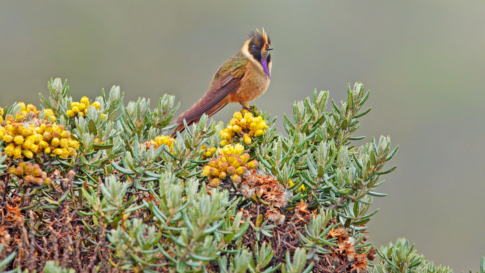Ziua 4 - Valea Cocora 