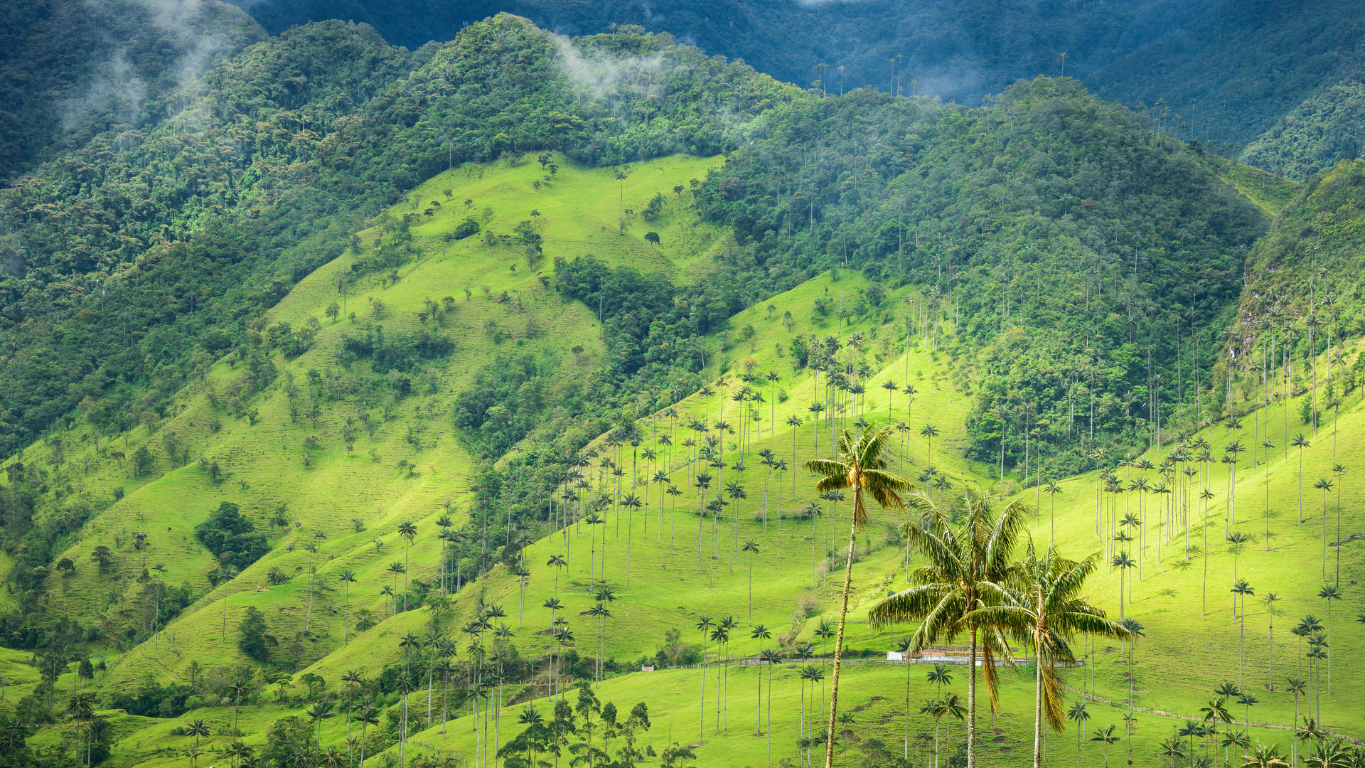 Ziua 4 - Valea Cocora 