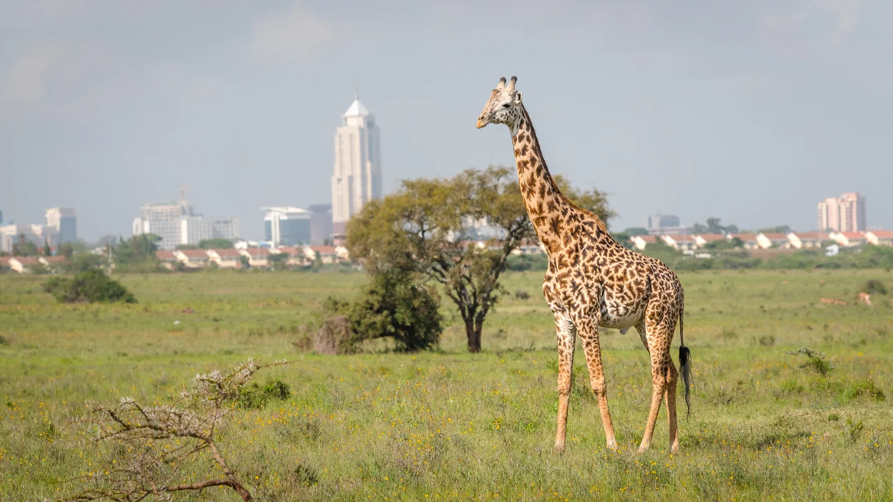 Ziua 2 - Nairobi - Centrul Girafelor
