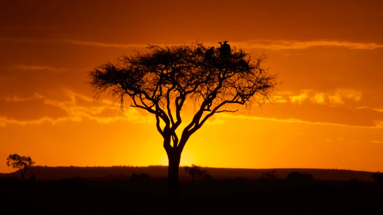 Ziua 4 - Rezervatia Maasai Mara