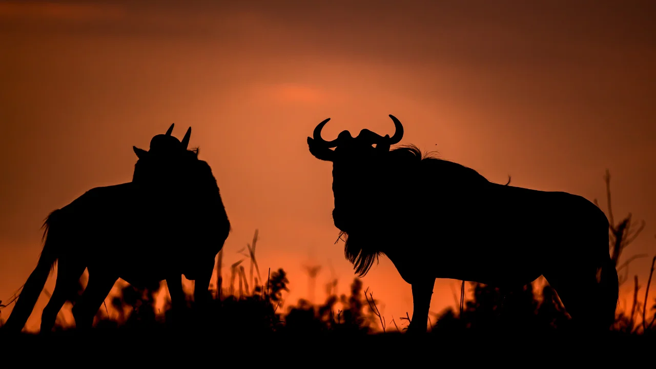 Ziua 4 - Rezervatia Maasai Mara