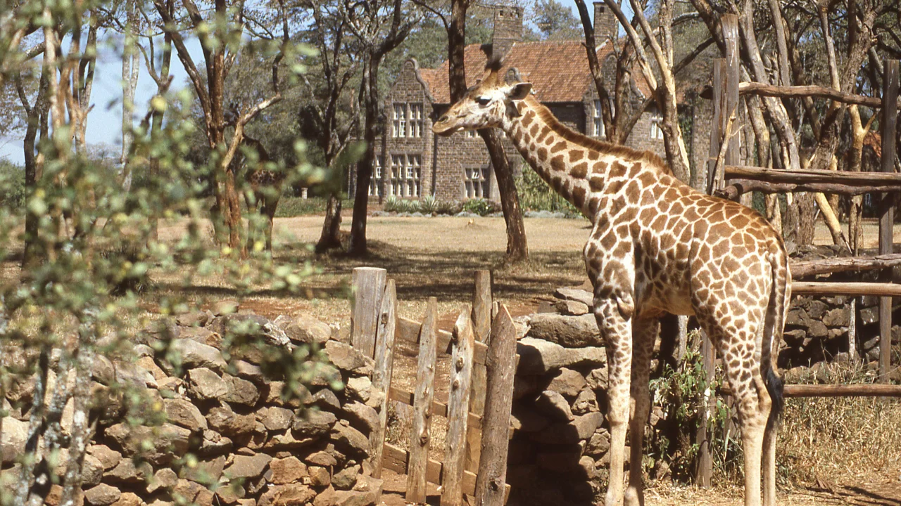 Ziua 2 - Nairobi - Centrul Girafelor