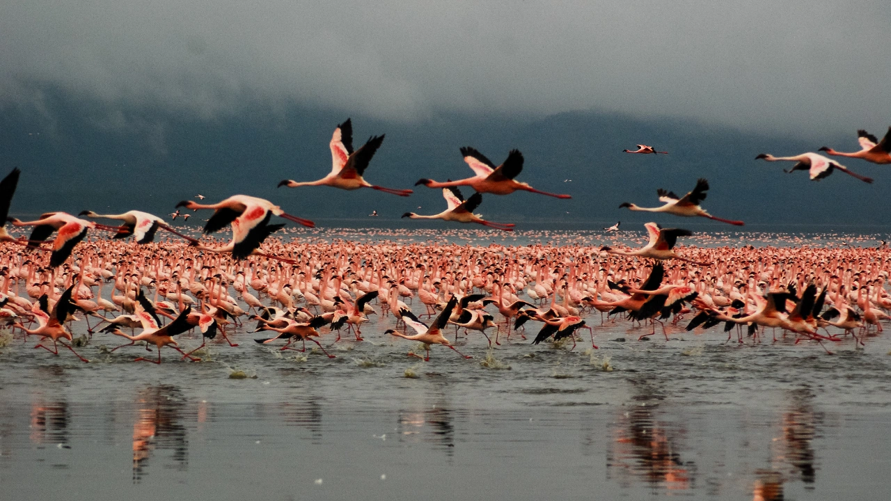 Safari in Parcul National Lake Nakuru