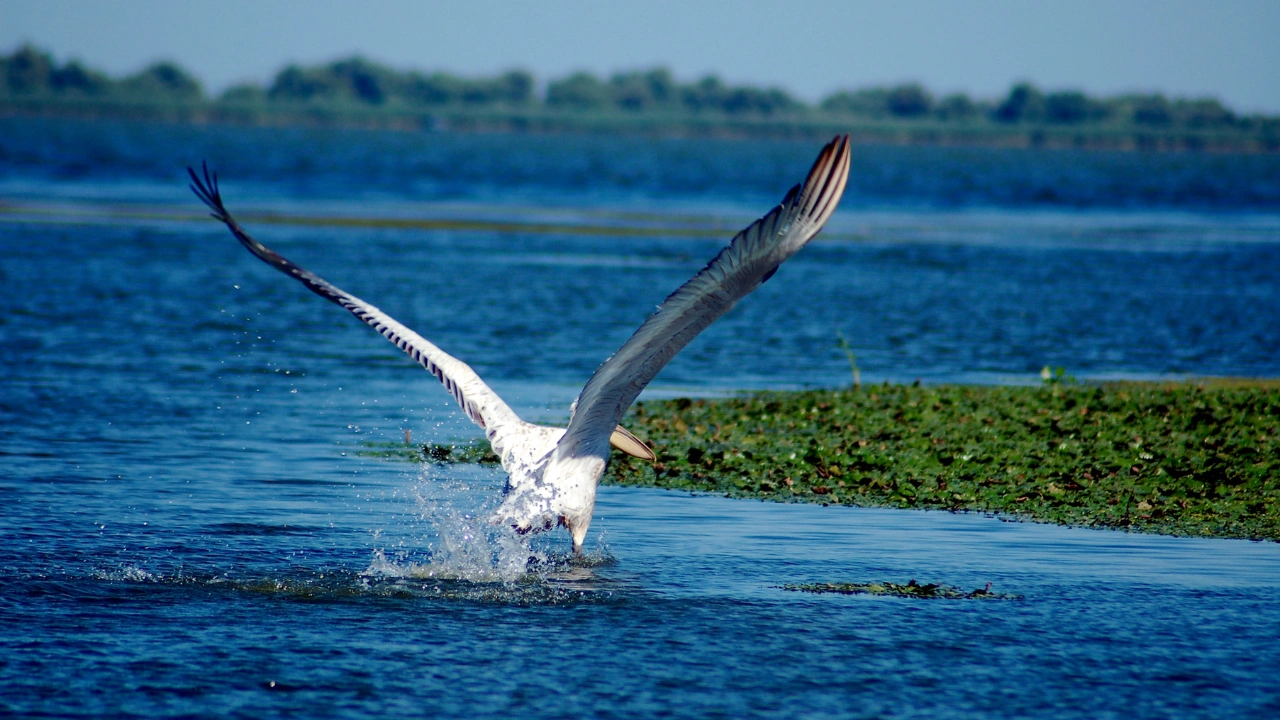 Ziua 3 - La cotete, maternitatea de pasari