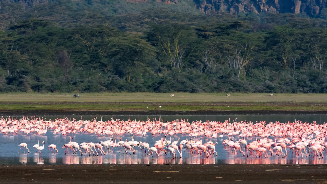 Ziua 3 - Lacul Nakuru