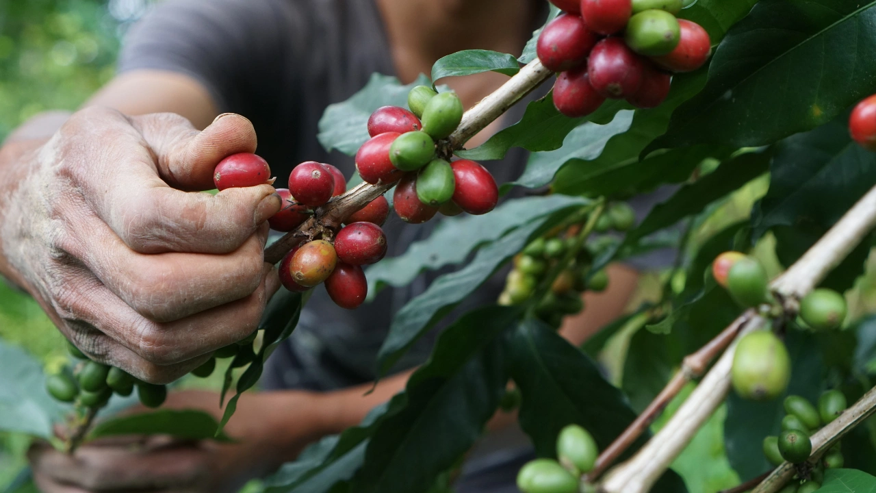 Ziua 5 - Finca del Café - Zbor Medellín