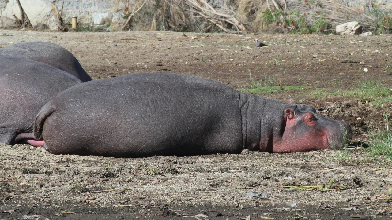 Ziua 3 - Lacul Nakuru