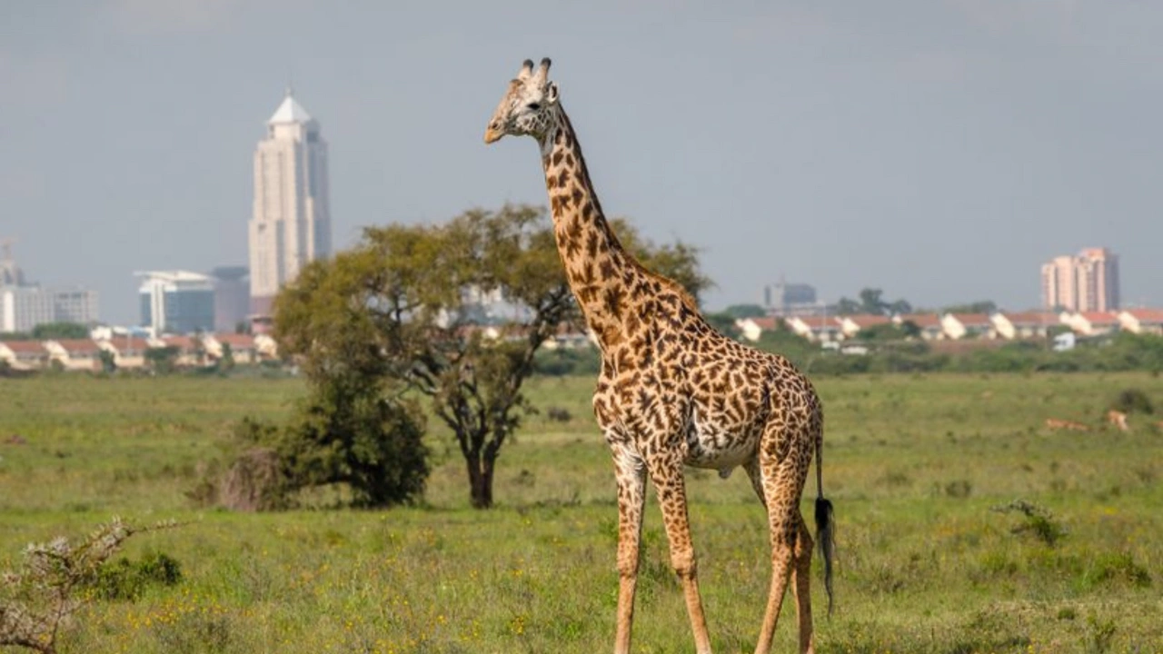 Sanctuarul de Girafe