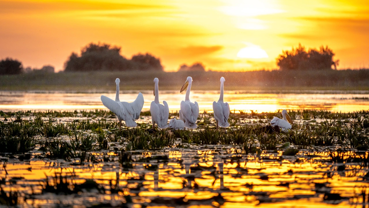 Ziua 3 - La cotete, maternitatea de pasari