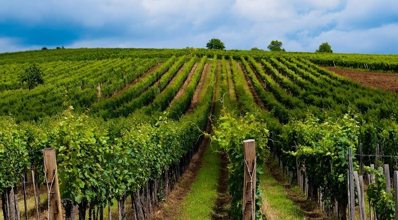 Ziua 4 - Murfatlar - Intoarcere la Cluj-Napoca