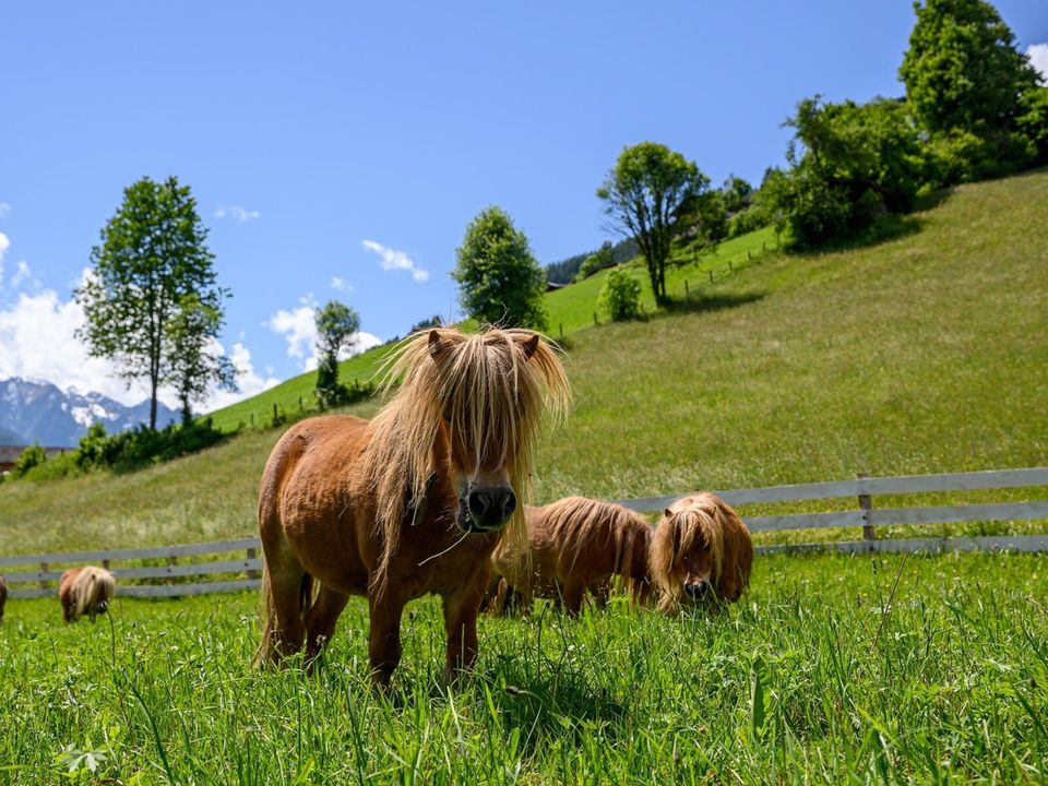 TUI KIDS CLUB Wolkensteinbär 4*