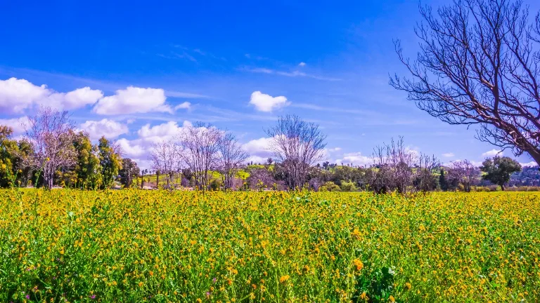 Excursie de jumatate de zi la Gradina Miraculoasa