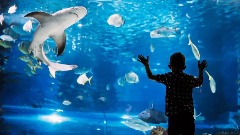 Explorarea acvariului SEA LIFE Jesolo