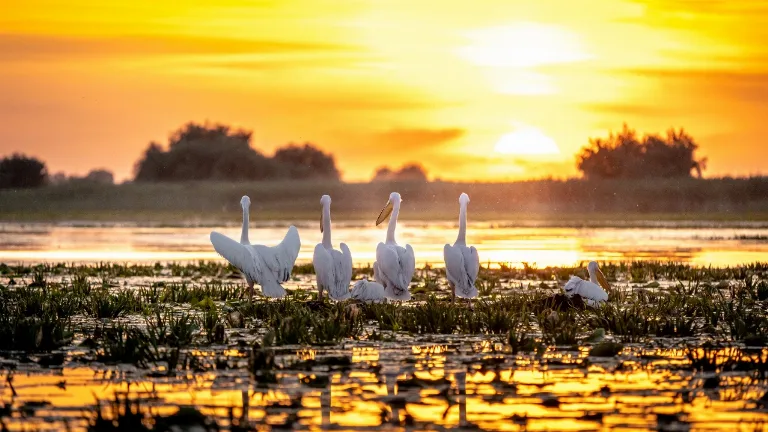 Excursie de o zi in Delta Dunarii