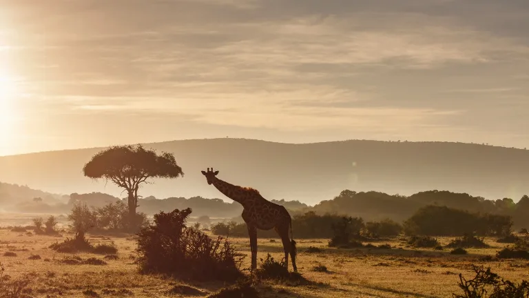 Safari in Rezervatia Naturala Maasai Mara
