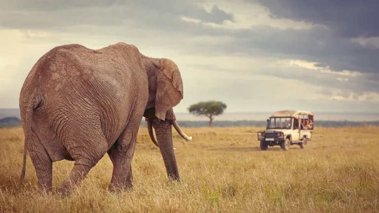 Ziua 4 - Rezervatia Maasai Mara