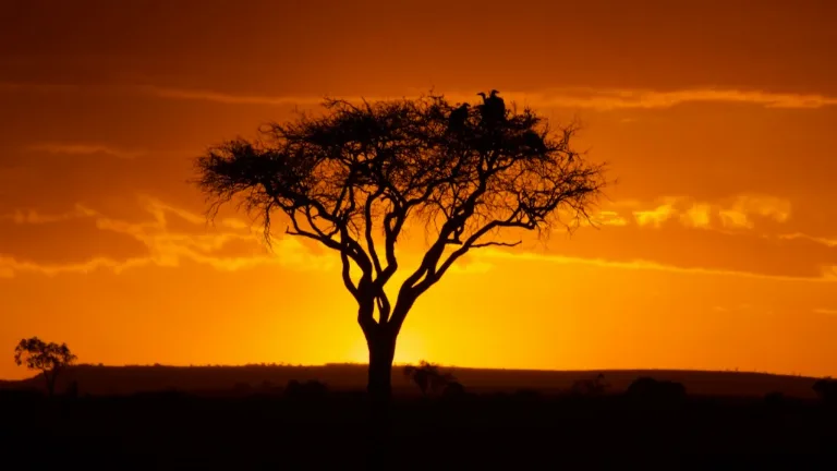 Ziua 4 - Rezervatia Maasai Mara