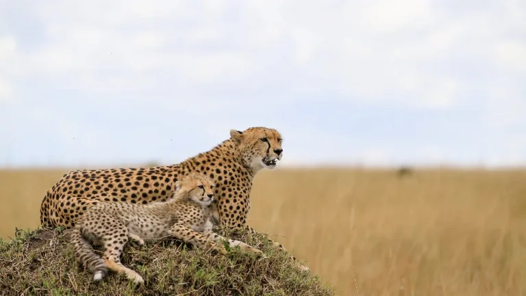 Ziua 4 - Rezervatia Maasai Mara