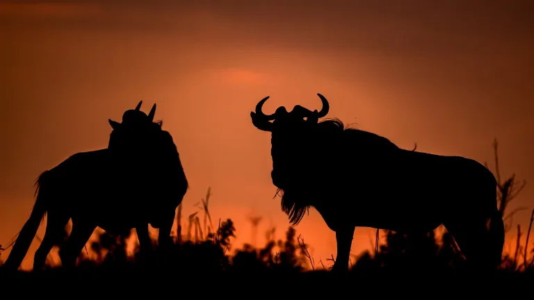 Ziua 4 - Rezervatia Maasai Mara