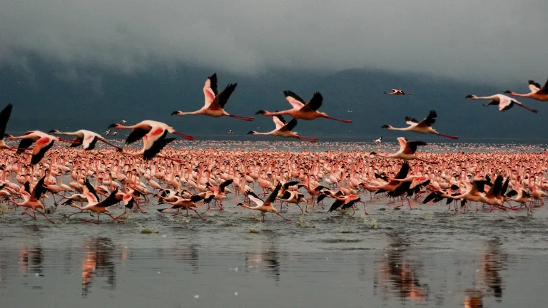 Safari in Parcul National Lake Nakuru