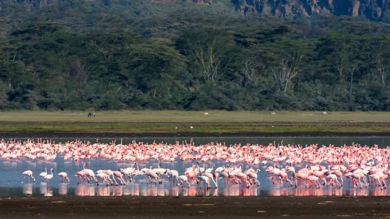 Ziua 3 - Lacul Nakuru