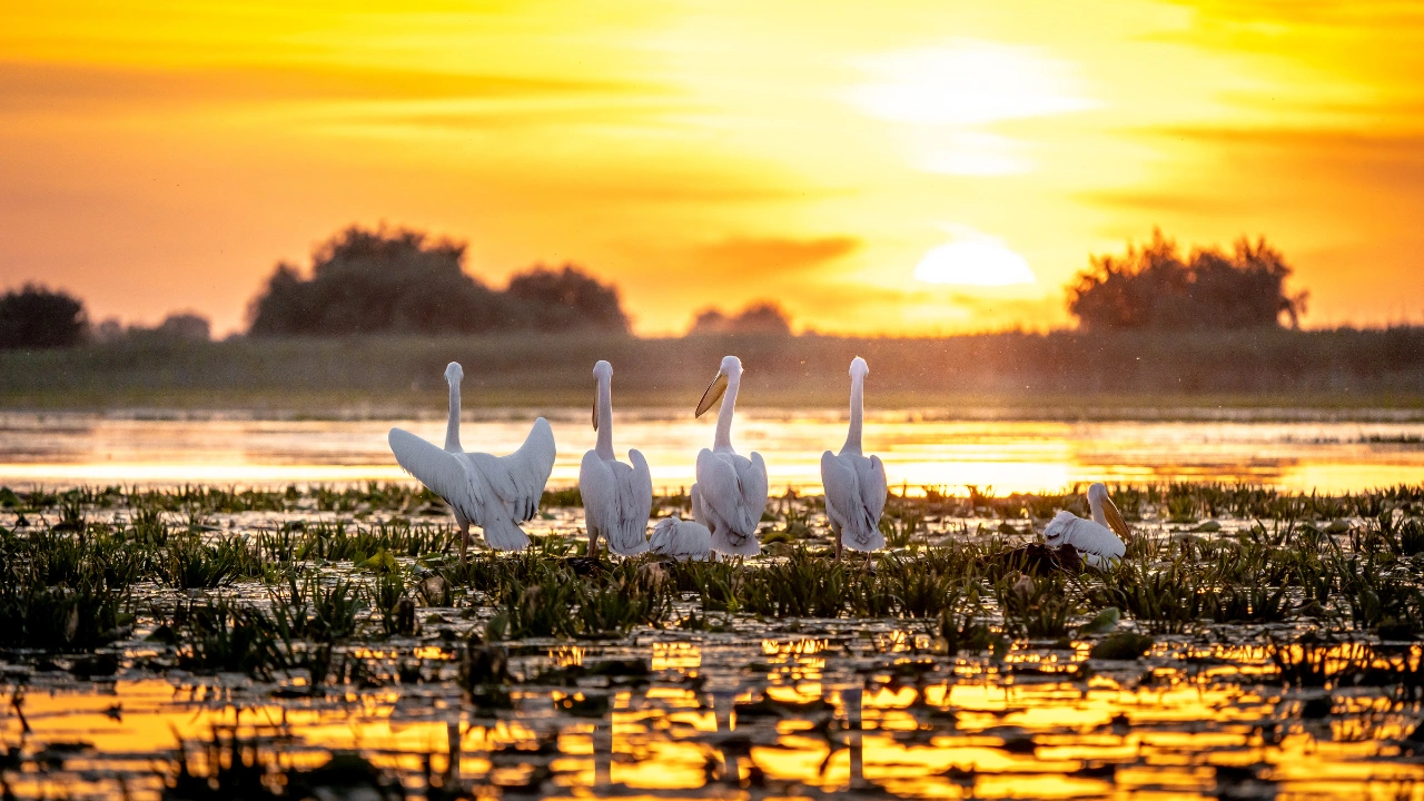Excursie de o zi in Delta Dunarii