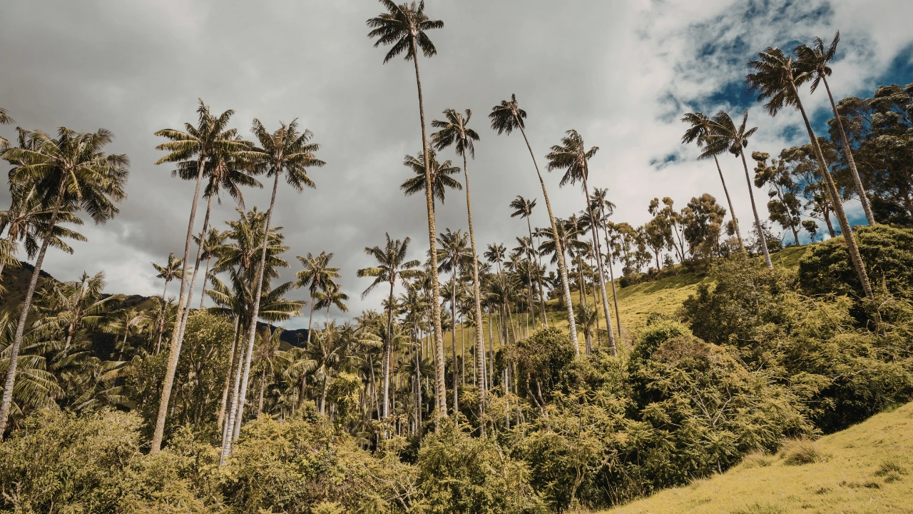 Ziua 4 - Valea Cocora 