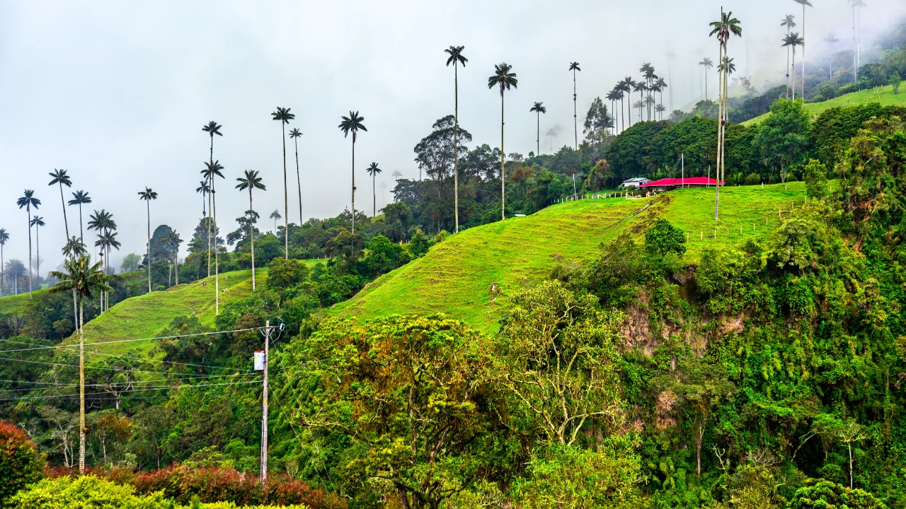 Ziua 4 - Valea Cocora 