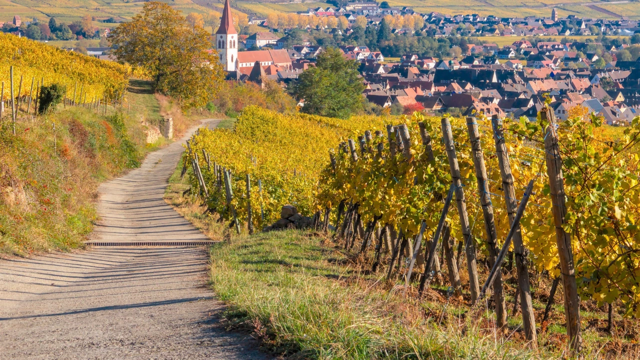 Ziua 2 - Tur de 1 zi in Alsacia - Experienta completa de degustare a vinurilor